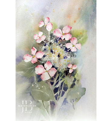 Hydrangea-IV-2026 / Watercolor by ©janinaB.