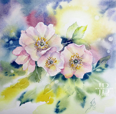 Roses I 2025 (1) 25x25cm / Watercolour by ©janinaB.