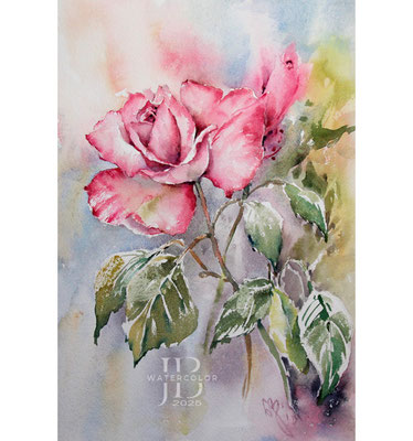 Rose I 2025 (O3) 20x30cm / Watercolour by ©janinaB.