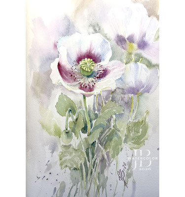 Papaver I 2026 20x30cm / Watercolor by ©janinaB.