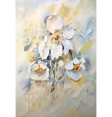Roses III 2025  / Watercolour by ©janinaB.