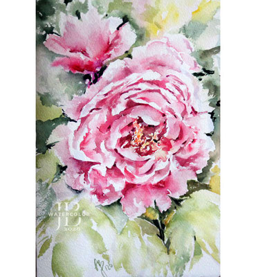 Peonies-III-2026