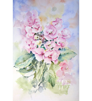 Hydrangea-V-2026 / Watercolor by ©janinaB.