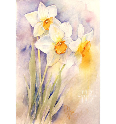 daffodils I 2026 / Watercolor by ©janinaB.