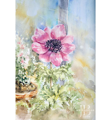 #Anemone I 2026 / Watercolor by ©janinaB.