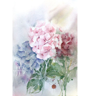 Hydrangea-II-2026 / Watercolor by ©janinaB.