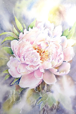 Peonie II 2025 (T2) 30x40cm / Watercolour by ©janinaB.