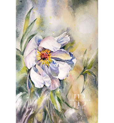 Peonie III 2025 20x30cm / Watercolour by ©janinaB.