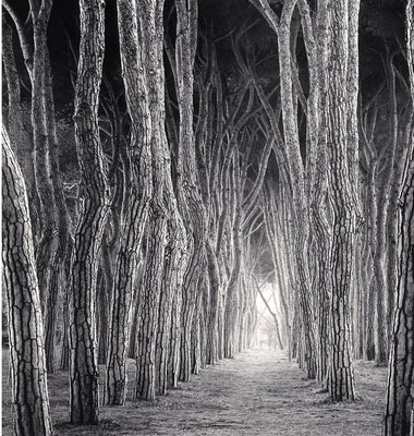 Stone Pine Tunnel, Pineto, Abruzzo, Italy, 2016. Michael Kenna