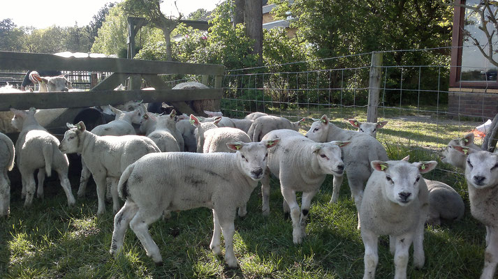 Texelaar Texel Schapenfokker Schaap Schapen NSFO TSNH E. de Haan edehaan