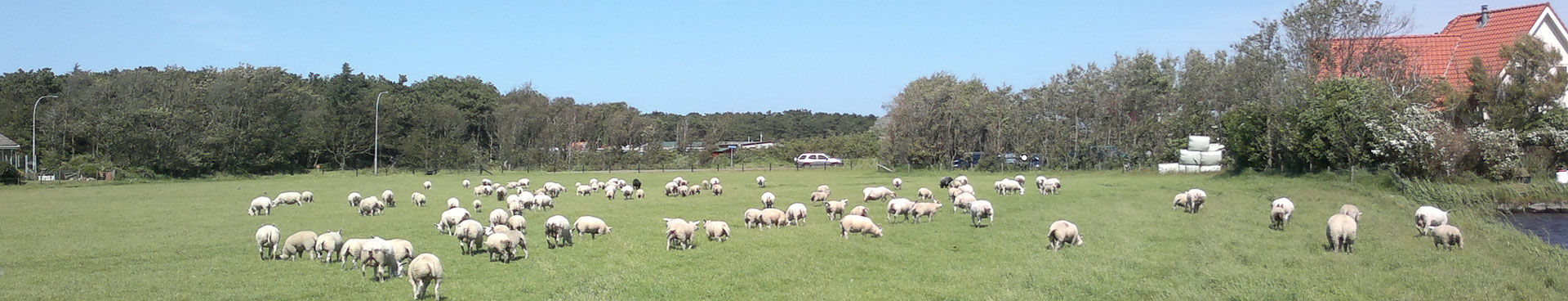 Texelaar Texel Schapenfokker Schaap Schapen NSFO TSNH E. de Haan edehaan