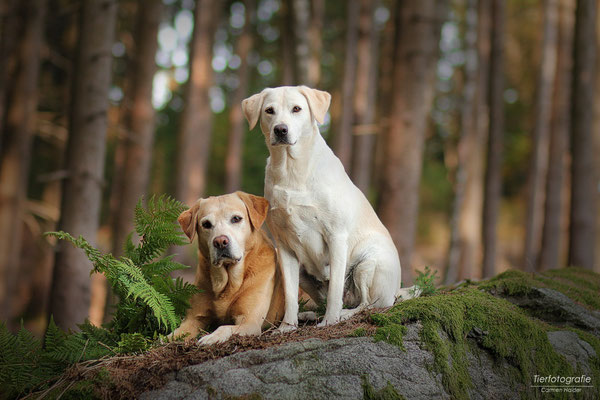 Aktuelles Labradorzucht Arbeitslinie Aus Oberosterreich