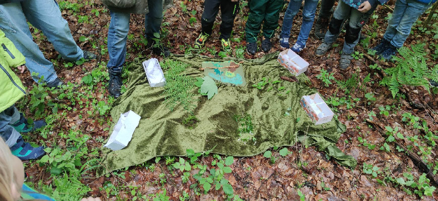 Waldpflanzen und vier Sammelkörbchen befinden sich auf einer grünen Decke im Wald