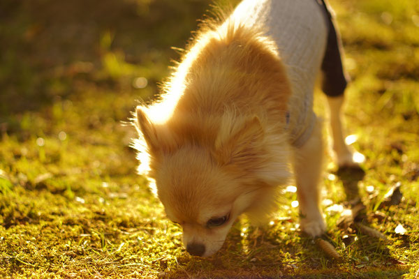 犬の写真/長崎県ハウステンボス/やっすん/短焦点レンズの練習で撮影した１枚です。 撮影機材：SONY ILCE-6000 レンズ：Sony E 50mm F1.8 OSS