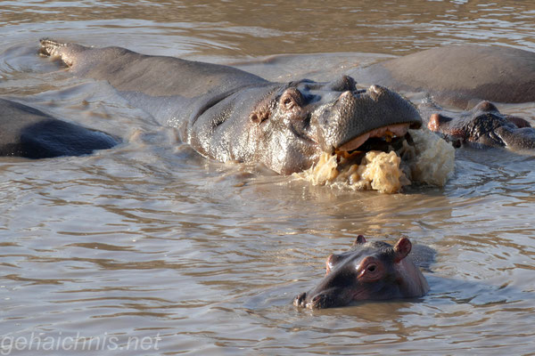 Serengeti Nilpferd Pool
