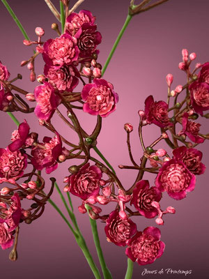 Gypsophille Artificiel Haut de Gamme
