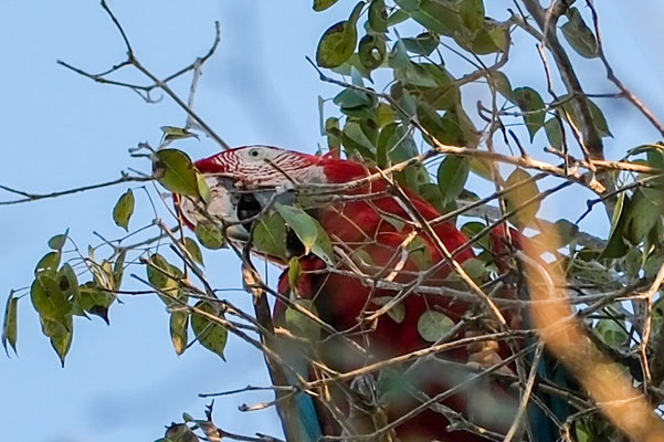 Roter Ara macaw