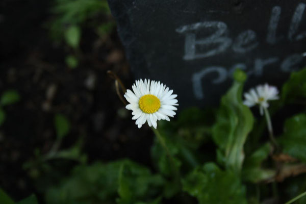 Gänseblümchen  Bellis perennis