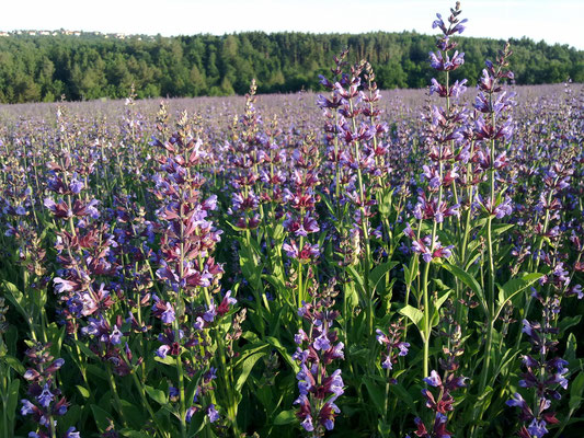 Unser Salbei (Salvia officinalis) wird bei Freital in Sachsen angebaut. 