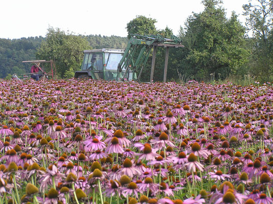 Unser Sonnenhut (Echinacea purpurea) wird bei Heilsbronn in Mittelfranken angebaut.