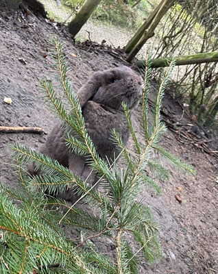Schlappi meanwhile nibbles away on X-Mas tree relicts.