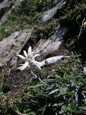 edelweiss vers le Mail Masssibé