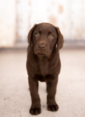 #Labrador