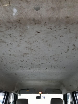 エブリィー天井洗浄 クリーニング カーウォッシュブルー 車のシート洗浄 車内清掃 カークリーニング コイン洗車 札幌 北海道