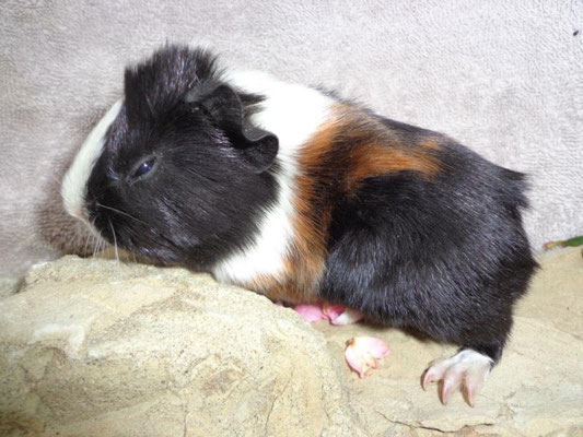 Strubeli, ab Ende Nov.