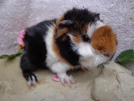 Strubeli, ab Ende Nov.