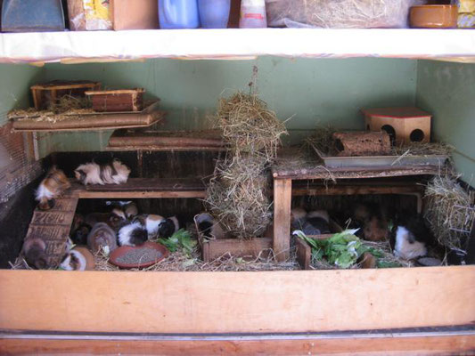 Innenleben unseres Meerschweinchenhauses