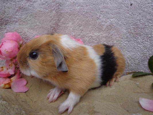 Satin Glatthaar, ab Ende Nov.