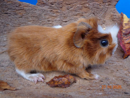 Strubeli, Satin, ab 15.11.