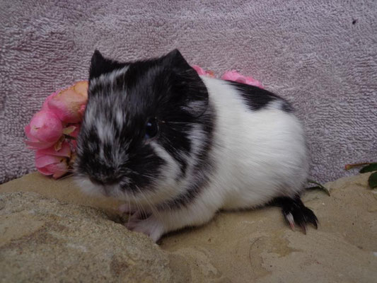 Glatthaar, ab Ende Nov.