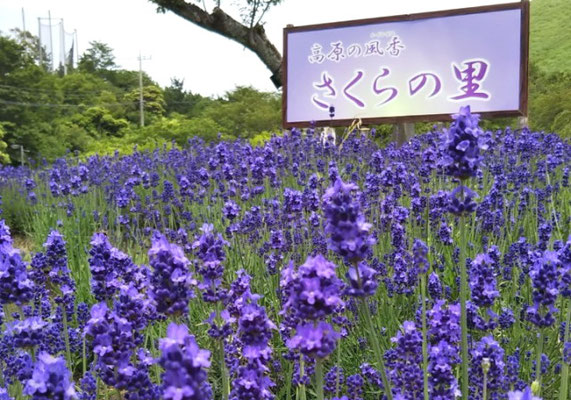 大室山さくらの里ラベンダー