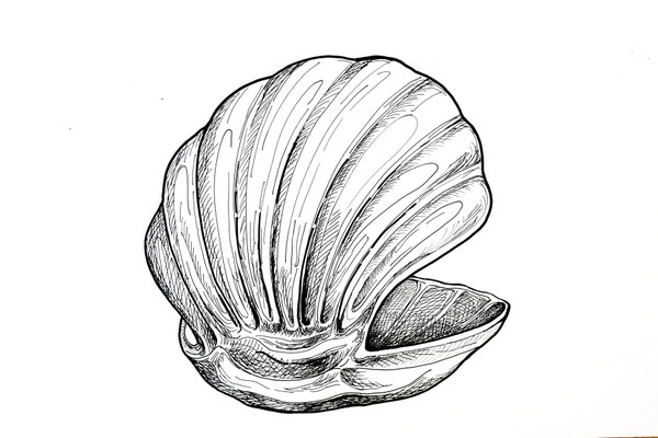 Muschel, Stift, 42 x 60 cm