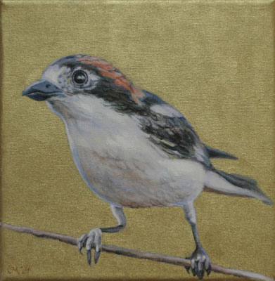 Rotkopfwürger auf Goldgrund, 20 x 20 cm, Ölfarbe a. LW