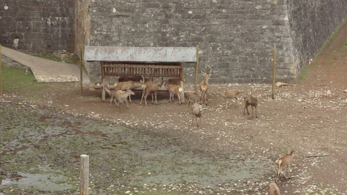 Il y a un élevage de cerfs dans les fossés à présent...