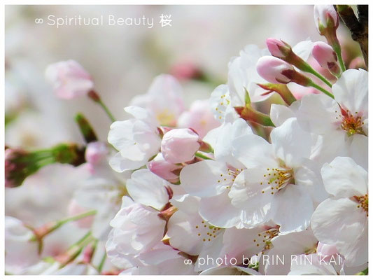 ∞ Spiritual Beauty ♥ 桜　