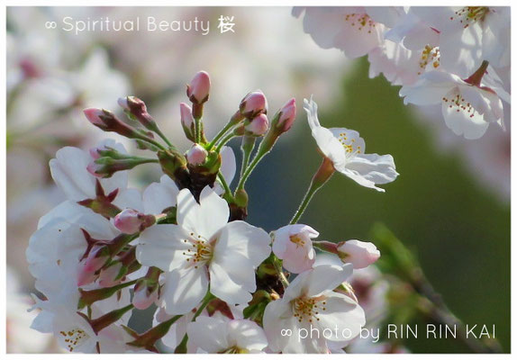 ∞ Spiritual Beauty ♥ 桜　