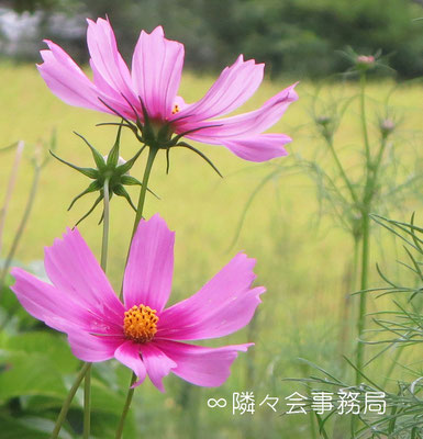 ∞　秋桜と田園