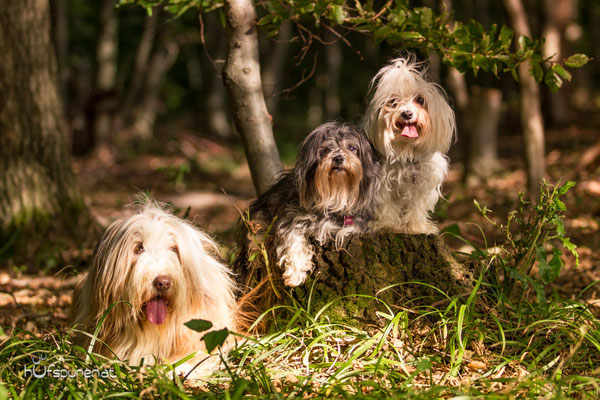 Hundefotoshooting Winerwald: Beardes Collie, Havaneser, Malteser