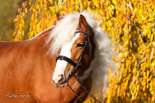 Hafinger Pferdefotoshooting Herbst