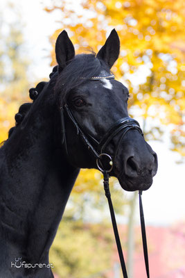 Oldenburger Pferdfotoshooting Herbst