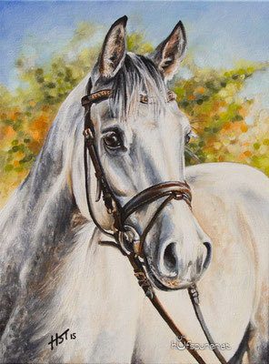 Araber "Pip Paulee", Acryl auf Leinwand, 40x30, 2015, Pferdemalerei von Hanna Stemke, www.hufspuren.com
