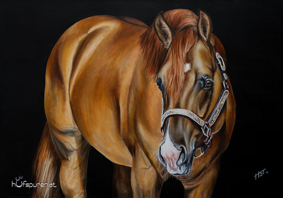 Quarter Horse Stallion "I Am A Ruf Boy", Acryl auf Leinwand, 90x60, 2016, Pferdemalerei von Hanna Stemke, Hufspuren