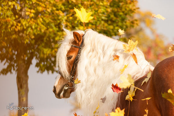 Hafinger Pferdefotoshooting Herbst