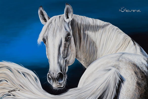 PRE Criollo Mix "Bragado", Acryl auf Leinwand, 120x80, 2018, Pferdemalerei von Hanna Stemke, www.hufspuren.com (Fotovorlage Sabrina Mischnik Fotografie)
