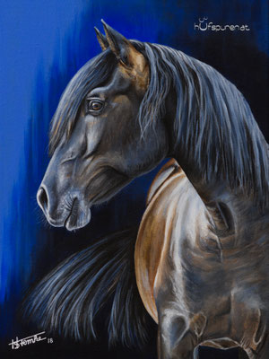 PRE "Unico", Acryl auf Leinwand, 40x30, 2018, Pferdemalerei von Hanna Stemke, www.hufspuren.com
