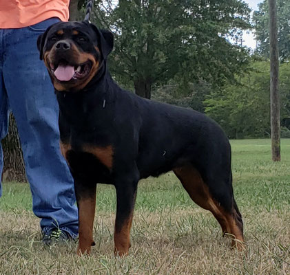 Gloria Vom Hammerschlag at 17 months.